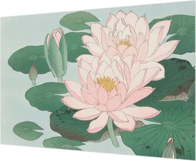 Produktbild von Wandtapete - Dekorative Tapete für Wohnzimmer - Tapetenfolie für Wanddekoration - 312x219 cm - Wasserlotus