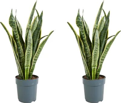 Produktbild von Bloomique - 2er Set - Sansevieria Laurentii - Bogenhanf - Sukkulenten - Zimmerpflanzen - Sehr Pflegeleicht - Höhe 30-40 cm - Topf 12 cm