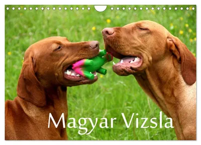 Produktbild von Magyar Vizsla (Wandkalender 2027 DIN A4 quer), CALVENDO Monatskalender