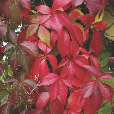 Immagine prodotto di 2 x  Vite selvatica  - Parthenocissus quinquefolia 'Engelmannii'  | 50-60 cm in contenitore