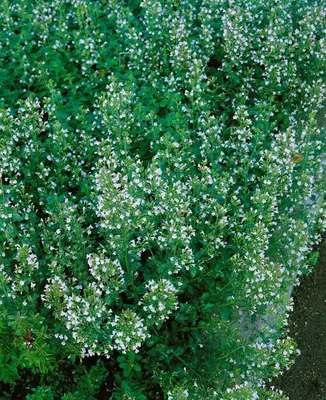 Produktbild von Calamintha nepeta 'Blue Cloud', Bergminze, blau, ca. 9x9 cm Topf