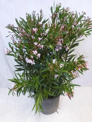 Produktbild von [Palmenlager] XXL Oleander PINK 130 cm -Busch - großer 33 cm Ø Topf - Nerium oleander - mediterrane Pflanze