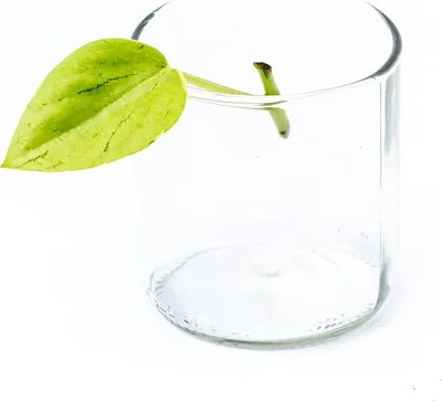 Obrázok produktu pre Gardners Peperomia Pixie - odrezky na zakorenenie