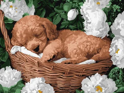 Zdjęcie produktu dla Malowanie po numerach - Śpiący pudel 30x40cm - Ideyka