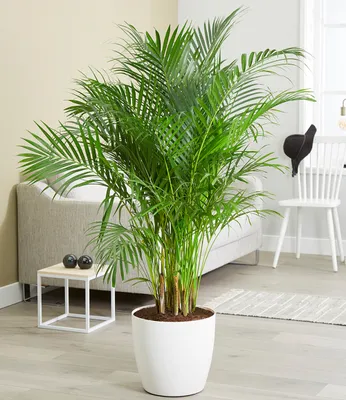 Produktbild von BALDUR Garten Areca Palme ca. 120-130 cm hoch, 1 Pflanze, Luftreinigende Zimmerpflanze, unterstützt das Raumklima, Zimmerpalme Dypsis lutescens Goldfruchtpalme, mehrjährig - frostfrei halten