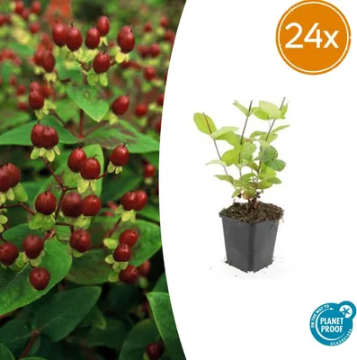 Zdjęcie produktu dla Hypericum inodorum 'Beauty' | 24 sztuki - 10-25cm - Ø9cm - Roślina ogrodowa
