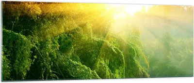 Produktbild von Bilder auf glas - Tropen Bäume Fluss - 140x50cm - Glasbilder - Wandbilder - Kunstdruck - zum Aufhängen bereit - Wanddekoration aus Glas - Glas Bilder - Wandbild auf Glas - Einteilig - GAB140x50-0166