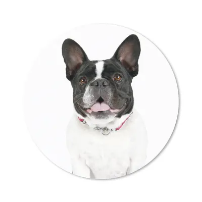 Produktbild von MuchoWow® Mauspad Mousepad Französische Bulldogge - Schwarz - Weiß 50x50 cm - Mousepads - Maus Mat - Pad - Mausunterlage - Vinyl