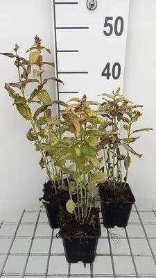 Produktbild von 6 x Nepeta kubanica - Katzenminze - Topf 9 x 9 cm