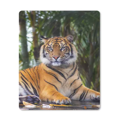Produktbild von MuchoWow® Mauspad Mousepad Tiger - Tiere - Wald - Dschungel 30x40 cm - Mousepads - Maus Mat - Pad - Mausunterlage - Mausmatten