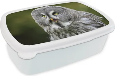 Produktbild von KitchenYeah® Lunchbox Brotzeit Brotdose 17x11 cm Vogel - Eule - Grau Kinder Brotzeitdose - Lunch Box - Kinder - Sandwich-Box - Schulbox - Lunch Boxen