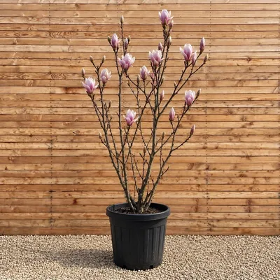Produktbild von Tulpenmagnolie 250-300 cm - Magnolia soulangeana mehrstämmig