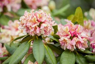 Immagine prodotto di Rhododendron Hybr. 'Brasilia', sempreverde, fiori rosa, 40-50 cm