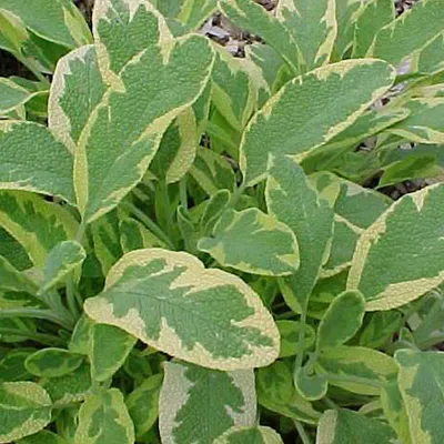 Produktbild von 6 x Goldsalbei  - Salvia officinalis 'Aurea'  | Topf 9cm x 9cm