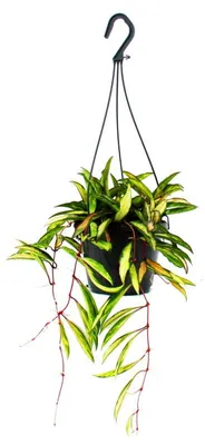 Obrázek produktu pro Závěsná pokojová rostlina - Hoya wayetii tricolor - Waxflower 14cm závěsný koš