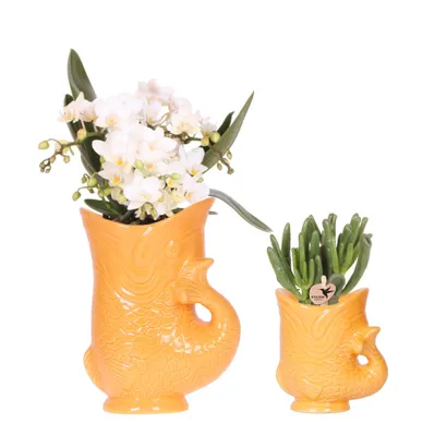 Produktbild von Kolibri Orchids | Set aus weißer Nazaré-Orchidee und Sukkulente in dekorativem orangenem Fisch-Topf - Topfgröße Ø9cm & Ø6cm | blühende Zimmerpflanze - frisch vom Züchter