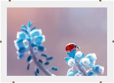 Obrázok produktu pre Rám na fotografie – Rám s klipmi – Držiak na plagáty – Zavesenie fotografií – 119 x 53 cm – Drevo