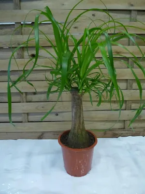 Produktbild von [Palmenlager]  Elefantenfuß 70 cm "Beaucarnea" Nolina recurvata // Zimmerpflanze