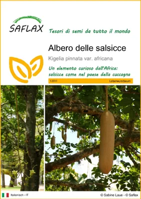 Immagine prodotto di SAFLAX  - Albero delle salsicce - 10 semi - Kigelia