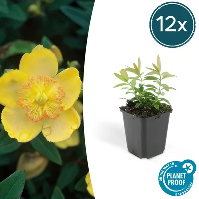 Produktbild von Bodendecker - Kelchiges Johanniskraut - Hypericum calycinum - 9cm Topf - Set mit 12 Pflanzen