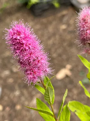 Produktbild von 10 x Spierstrauch - Spiraea billardii | 40-60 cm wurzelnackt
