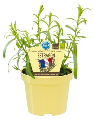 Obrázok produktu pre Francúzsky estragón vkvalite – Artemisia dracunculus – bylinka v 12 cm kvetináči