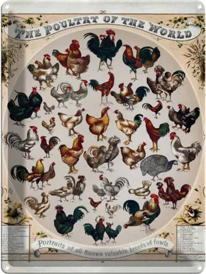 Produktbild von vianmo Blechschild 40x30 cm Geflügelart the poultry of the worls
