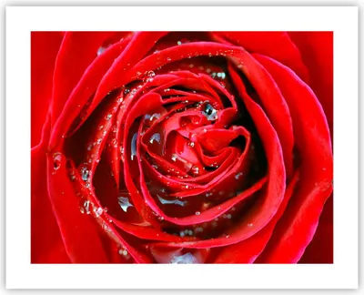 Produktbild von Poster - Poster ohne Rahmen - Rose Blume Blütenblätter Tau - 50x40 cm - Wand Bild - Wanddeko - Wandbilder - Kunstposter - Wandposter - Bilder - Kunstdruck - Wanddekoration - Wandbild - P2XAA50x40-1518