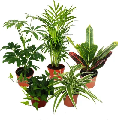 Produktbild von Velká sada pokojových rostlin s 5 rostlinami - 9cm