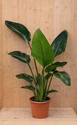 Productafbeelding van Paradijsvogelbloem Strelitzia Nicolai potmaat 21 cm H110-130 cm (kan in de zomer buiten) Warentuin Natuurlijk