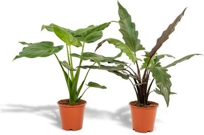 Obrázok produktu pre Sada Alocasia Cucullata a Lauterbachiana, Ø19cm, izbové rastliny, exotické v