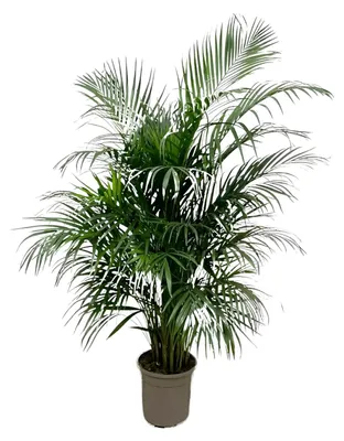 Immagine prodotto di Dypsis Lutescens (palma Areca) - 125-140cm - Ø21-24cm - Pianta d'appartamento - Sempreverde