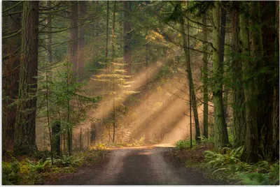 Produktbild von MuchoWow® Poster Wald - Baum - Weg 60x40 cm - Schlafzimmerdekoration