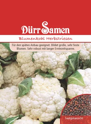 Produktbild von Blumenkohl Herbstriesen | Blumenkohlsamen von Dürr Samen