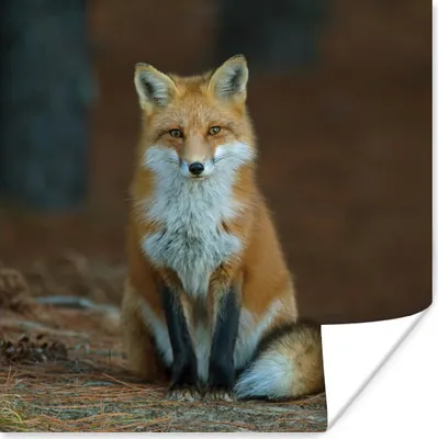 Produktbild von MuchoWow® Poster Fuchs - Makro - Rot 75x75 cm - Wand Dekoration