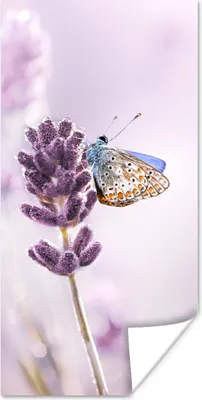 Produktbild von MuchoWow® Poster Lavendel - Schmetterling - Nahaufnahme - Lila 20x40 cm - Plakat - Foto