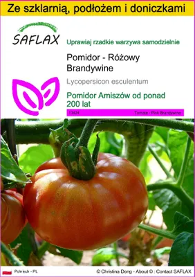 Zdjęcie produktu dla SAFLAX - Zestaw do uprawy - Pomidor - Różowy Brandywine - 10 Nasiona - Z mini szklarnią, podłożem uprawowym i 2 doniczkami - Lycopersicon esculentum