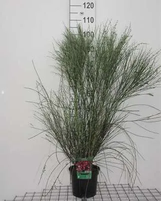 Immagine prodotto di Cytisus (p) 'Hollandia' - Ginestra d'avorio 40- contenitore da 60 cm