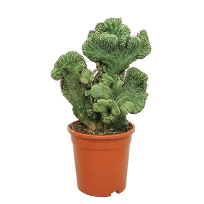 Zdjęcie produktu dla Blueberry cactus comb form - Myrtillocactus geometrizans cristata - kaktus kolumnowy - doniczka 17 cm