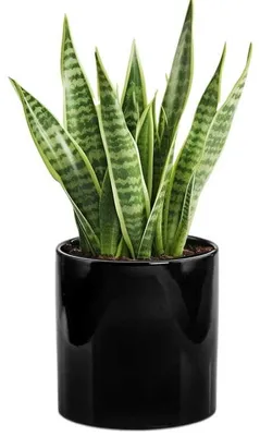 A snake plant in a black ceramic pot against a white background.