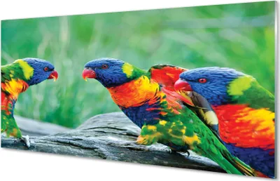 Produktbild von Glasbilder 100x50 Wandkunst Bunte Papageien Baum