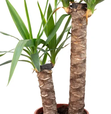 Produktbild von Palmlilie 2-stämmig - Yucca Elephantipes Palme 45/20 - Höhe ca. 80 cm, Topf-Ø 17 cm