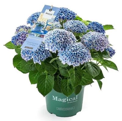 Image de Green boutiQ - Plante de terrasse - Hortensia - Hydrangea Magical Revolution Blue - Bleu - 6 à 10 fleurs - 2 plantes - Pot de 23 cm, hauteur 55 cm