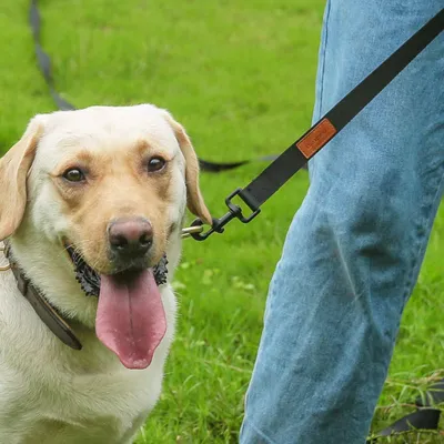 Produktbild von Robuste Trainingsleine mit Aufbewahrungsbeutel und Handgelenksband für Hunde Schwarz
