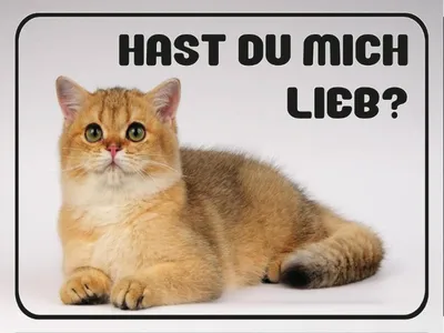 Produktbild von vianmo Holzschild 30x40 cm Katze hast du mich lieb?