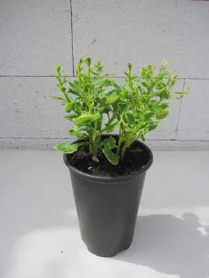 Produktbild von Melloco - Ullucus tuberosus - Kletterpflanze mit essbaren Knollen