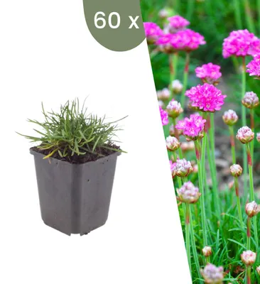Produktbild von Plants by Frank | 60 Grasnelke 'Splendens' Pflanzen | Armeria Maritima 'Splendens' | Stauden | Winterhart | Mehrjährig | Gartenpflanzen