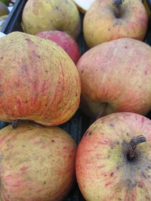 Produktbild von Malus Finkenwerder Herbstprinz - Herbstapfel - Apfelbaum