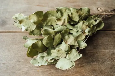 Produktbild von Eucalyptus cinerea, in Grün, getrocknet, im Bund, Länge ca. 55cm