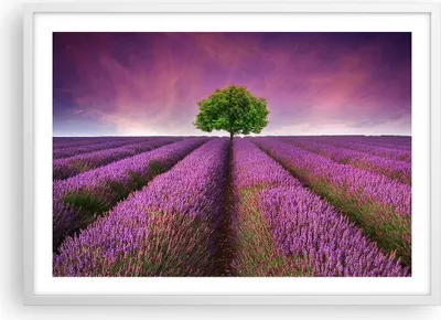 Produktbild von Gerahmtes Poster - Weißer Rahmen - Wiese lavenda Sommer Landschaft - 70x50 cm - Wand Bild - Wanddeko - Wandbilder - Wandposter - Bilderrahmen - Bilder - Kunstdruck - Wandbild - P2WAA70x50-2605